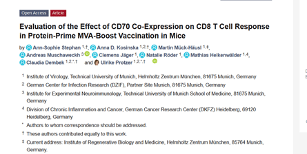Evaluation of the Effect of CD70 Co-Expression on CD8 T Cell Response 